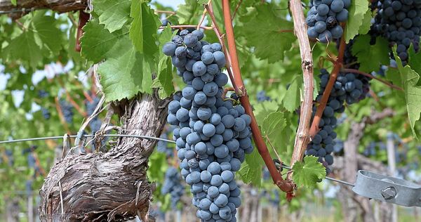 So früh wie nie hat die Weinlese im Landkreis Ludwigsburg begonnen So früh wie nie hat die Weinlese im Landkreis Ludwigsburg begonnen