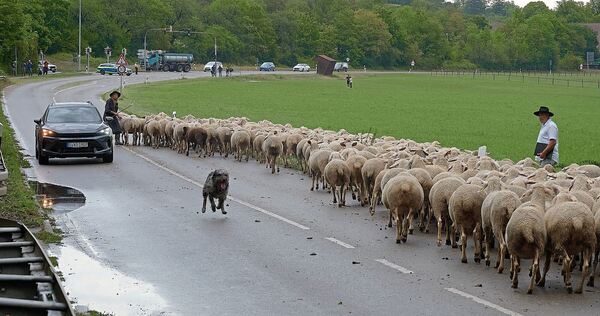Die Verkehrsprüfung gilt als schwierigster Teil. Hier zeigt gerade Ute Svensson als zweite Starterin, wie man die Herde sicher a Die Verkehrsprüfung gilt als schwierigster Teil. Hier zeigt gerade Ute Svensson als zweite Starterin, wie man die Herde sicher an einem Auto vorbeiführt.