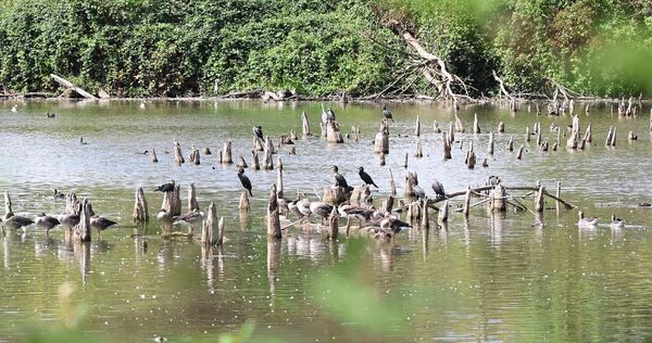 Der Pleidelsheimer Baggersee als Vogelparadies? Mehrere Arten, darunter der Nachtreiher, brüten dort nicht mehr. Der Pleidelsheimer Baggersee als Vogelparadies? Mehrere Arten, darunter der Nachtreiher, brüten dort nicht mehr.