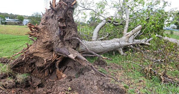 Ein entwurzelter Baum bei Ingersheim zeigt die Wucht des Unwetters vom Freitagmorgen. Ein entwurzelter Baum bei Ingersheim zeigt die Wucht des Unwetters vom Freitagmorgen.