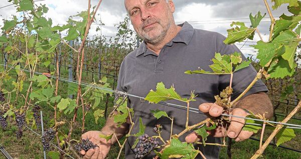 Andreas Roth betreibt das Bio-Weingut Forsthof. Seine Hauptanlage in Kleinbottwar wurde voll vom Unwetter getroffen. Andreas Roth betreibt das Bio-Weingut Forsthof. Seine Hauptanlage in Kleinbottwar wurde voll vom Unwetter getroffen.