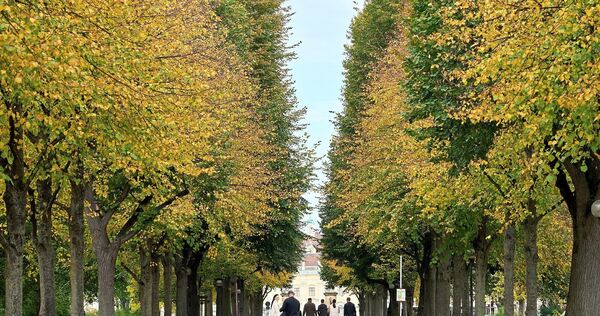 Blick durch die Allee auf der Bärenwiese Richtung Schloss. Blick durch die Allee auf der Bärenwiese Richtung Schloss.
