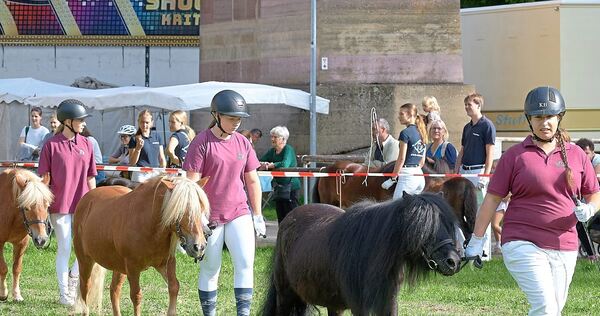 Die Shetlandponys sind die heimlichen Stars beim Pferdemarkt. Die Shetlandponys sind die heimlichen Stars beim Pferdemarkt.