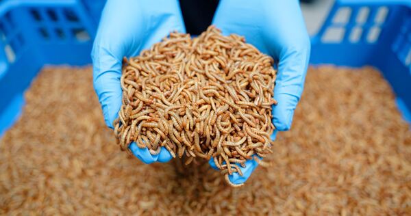 Industrielle Insektenzucht - Alpha-Protein GmbH Industrielle Insektenzucht - Alpha-Protein GmbH