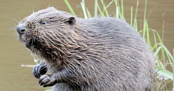 Biber sind streng geschützte Tiere. Biber sind streng geschützte Tiere.
