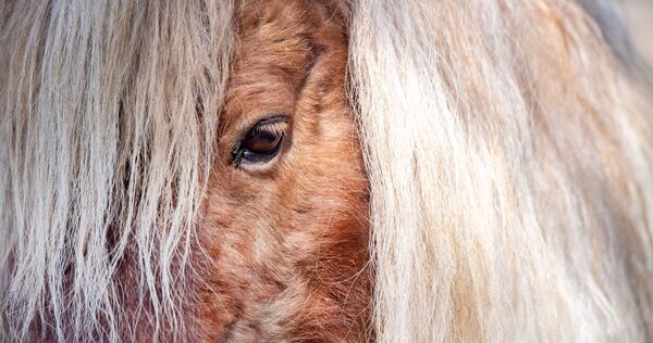 Mini Shetland Pony Mini Shetland Pony