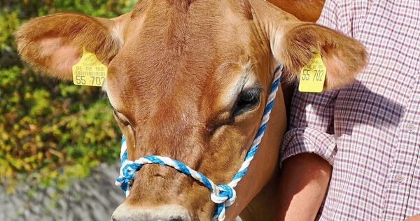 Kuh Josephine ist der Star des Viehscheids. Kuh Josephine ist der Star des Viehscheids.