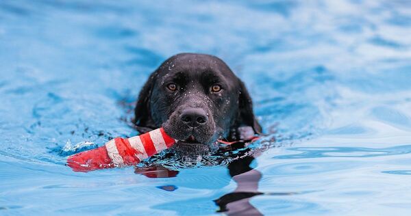 Im Freibad Hoheneck schwimmen am Samstag Hunde. Im Freibad Hoheneck schwimmen am Samstag Hunde.