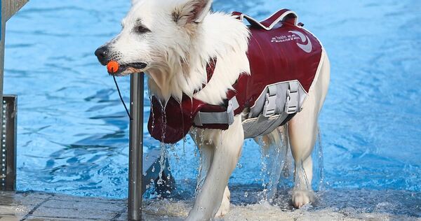 Manche Hunde gehen nur mit Schwimmweste ins Wasser. Manche Hunde gehen nur mit Schwimmweste ins Wasser.