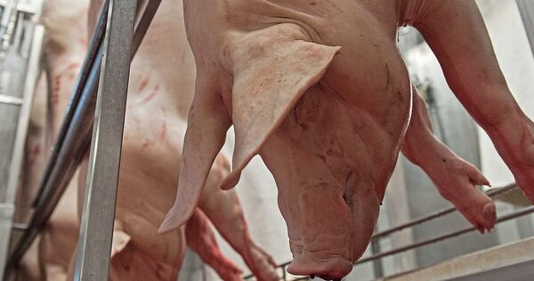 Schweine nach der Tötung in einem Schlachthof. Schweine nach der Tötung in einem Schlachthof.