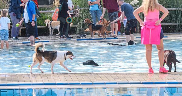 Rund 400 Hunde und 900 Zweibeiner nutzten am vergangenen Samstag den Badetag im Freibad Hoheneck. Rund 400 Hunde und 900 Zweibeiner nutzten am vergangenen Samstag den Badetag im Freibad Hoheneck.