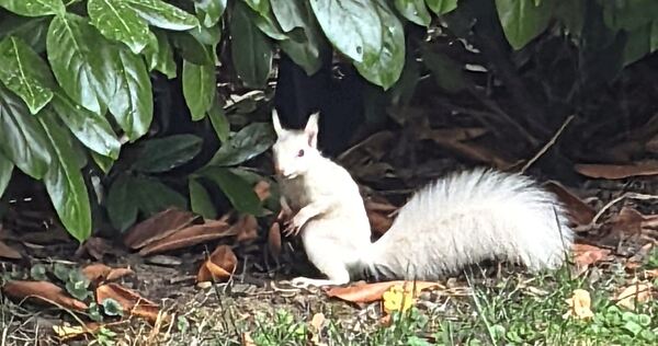 Ein ungewöhnlicher Gast in einem Garten in Oßweil: Ein weißes Eichhörnchen. Ein ungewöhnlicher Gast in einem Garten in Oßweil: Ein weißes Eichhörnchen.