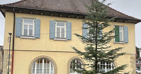 An diesem Baum hatten sich Ende 2025 die Geister geschieden. An diesem Baum hatten sich Ende 2025 die Geister geschieden.