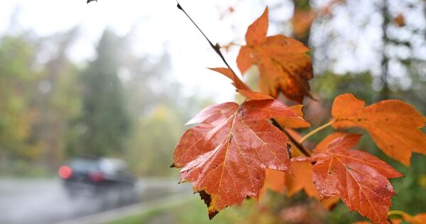 Wetter in Baden-Württemberg - Herbstlaub Wetter in Baden-Württemberg - Herbstlaub