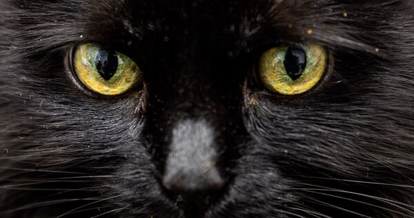 Schwarze Katze Schwarze Katze
