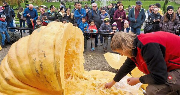Das Kürbisschlachtfest ist das große Finale der Kürbisausstellung. Das Kürbisschlachtfest ist das große Finale der Kürbisausstellung.