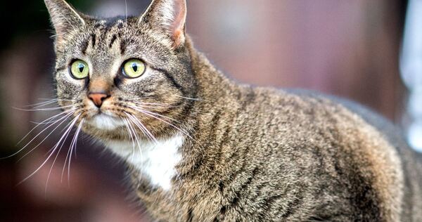 Hauskatze Hauskatze